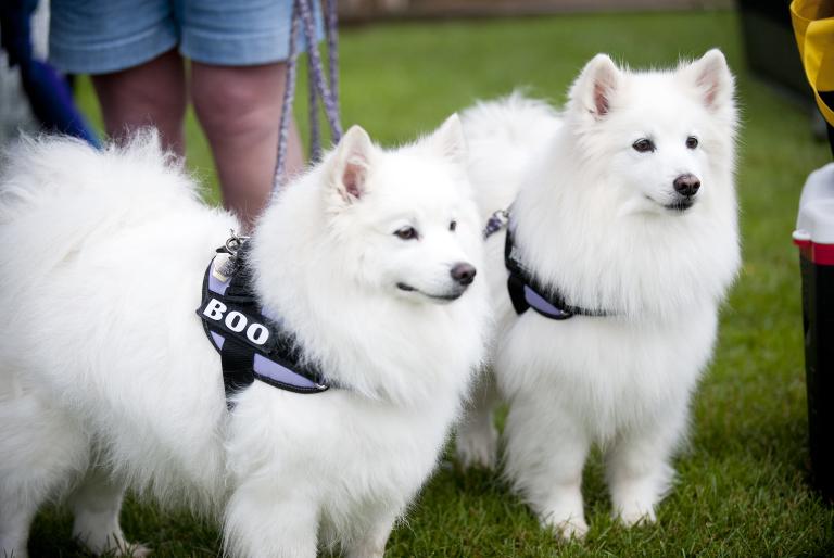 How to Travel to The Minocqua Area With Your Dog