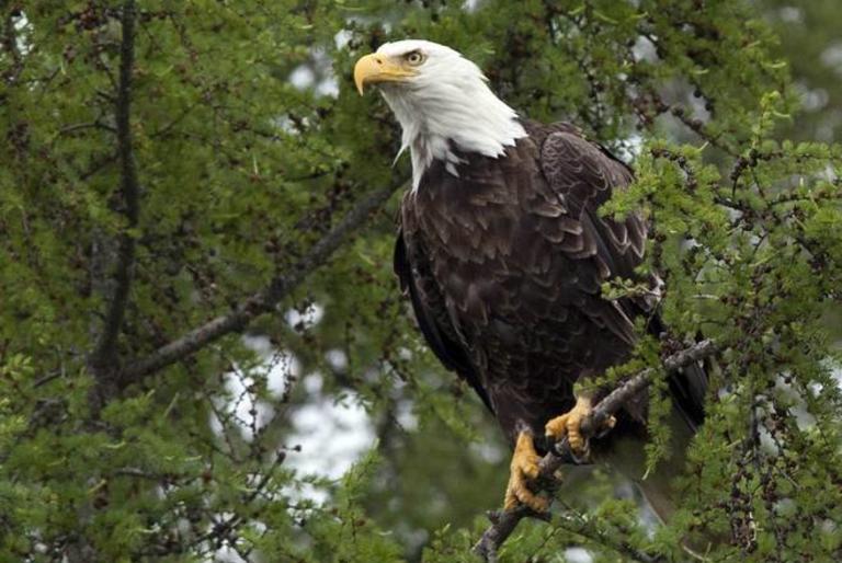 Eagle