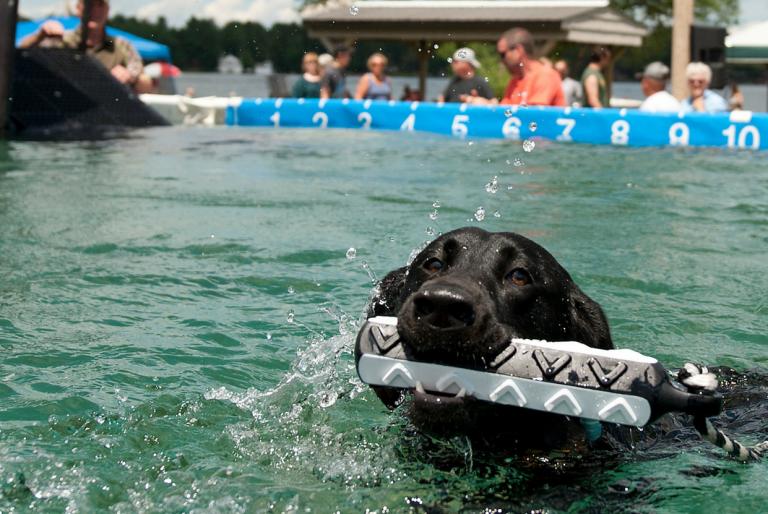 paws in the park