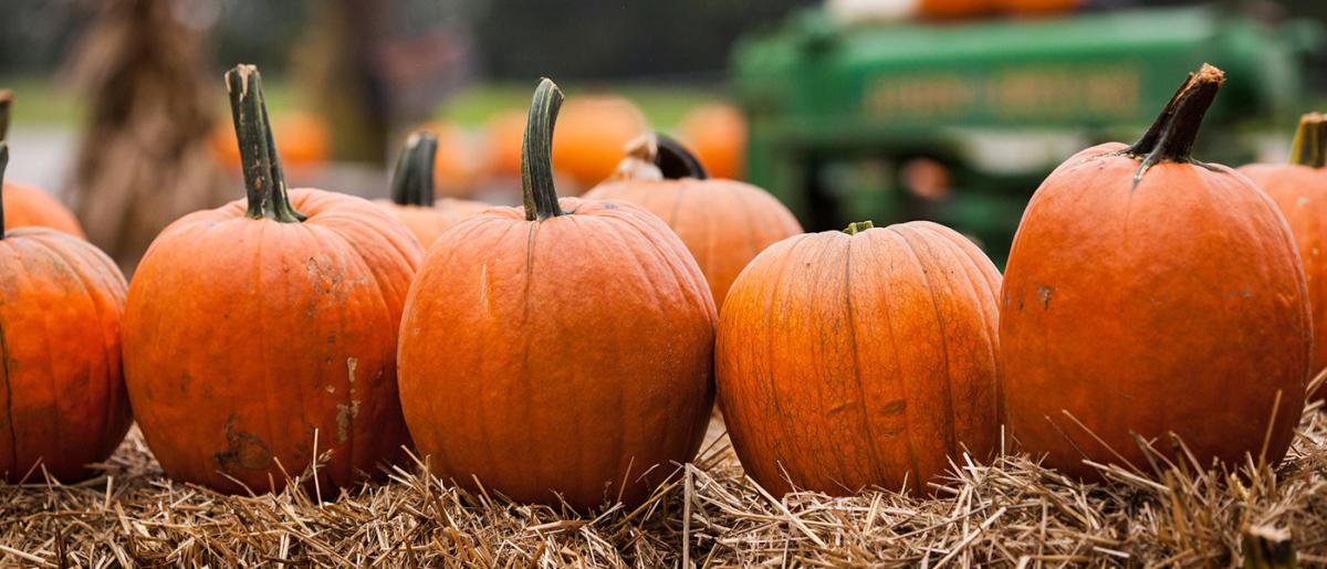 pumkins on hay bales