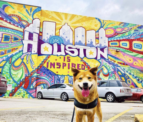 Dog In Front Of Houston Inspired Mural