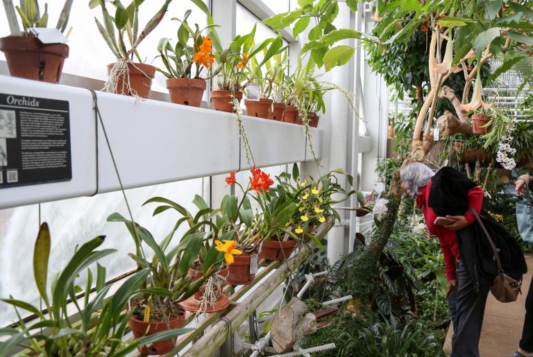 Orchid Class