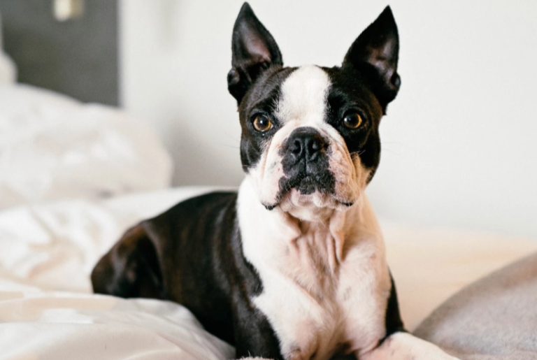 Pet Friendly Coupon