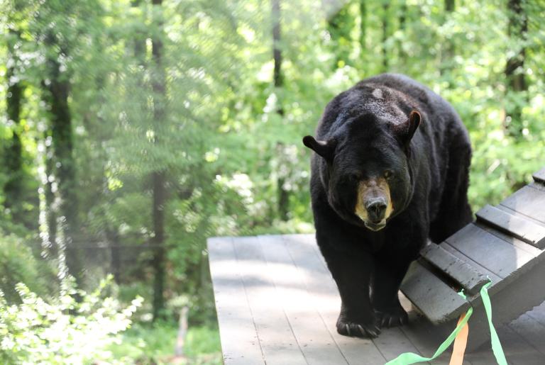 Bear Hollow Zoo 2025 Updated Pic