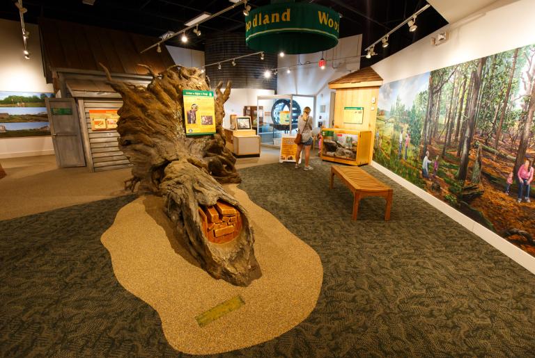 Sandy Creek Nature Center Wetland Exhibit