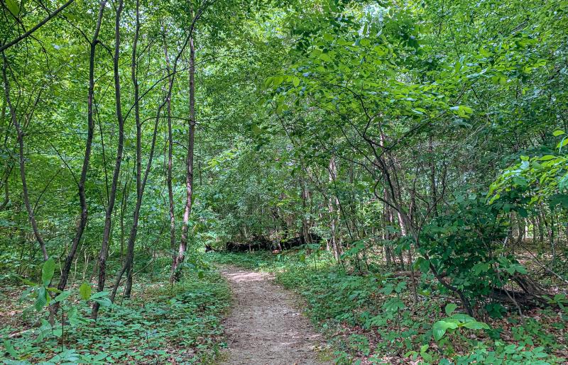 Latimer Woods from the trail in spring