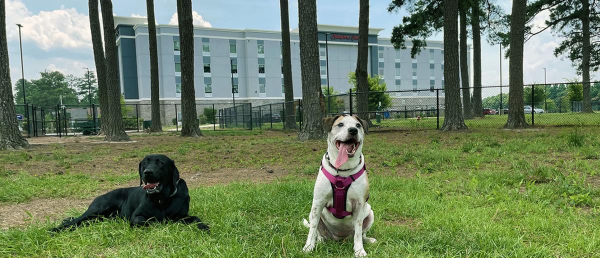 Two Dogs Pose at Benson Dog Park in front of Hampton Inn