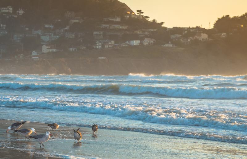 Seagulls at Linda Mar State Beach in Pacifica, California