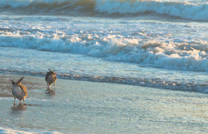 Seagulls at Linda Mar State Beach in Pacifica, California