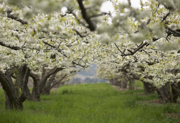 Paynter's in Bloom