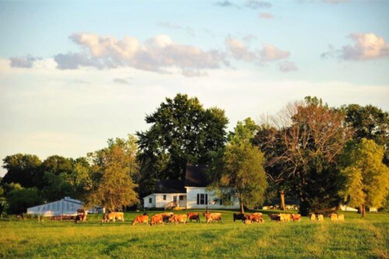 Cows