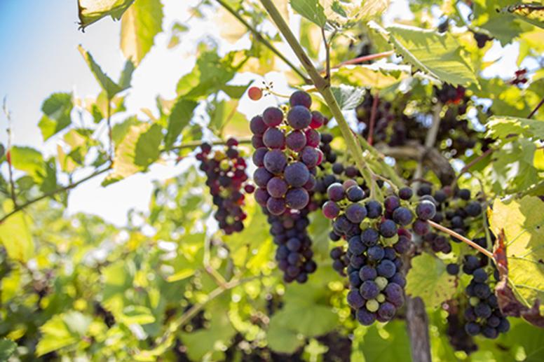 Spencer Farm wine grapes