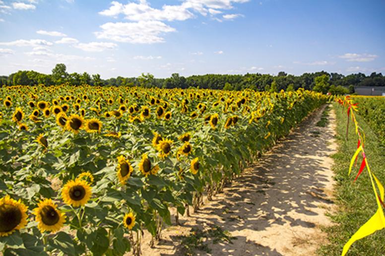 Spencer Farm Sunflower Experience