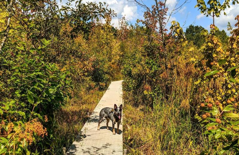 A dog on the boardwalk at Beanblossom Bottoms Nature Preserve