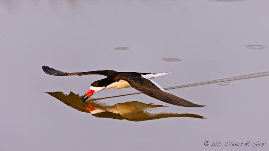 Black Skimmer