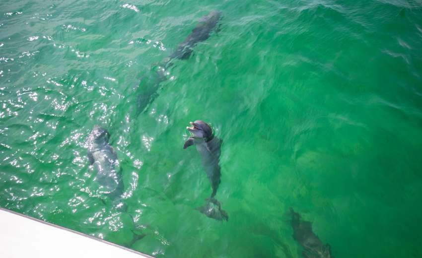 Swim With Dolphins In Destin Fort Walton Beach Florida They've been the stars of greek legends and modern movies. swim with dolphins in destin fort