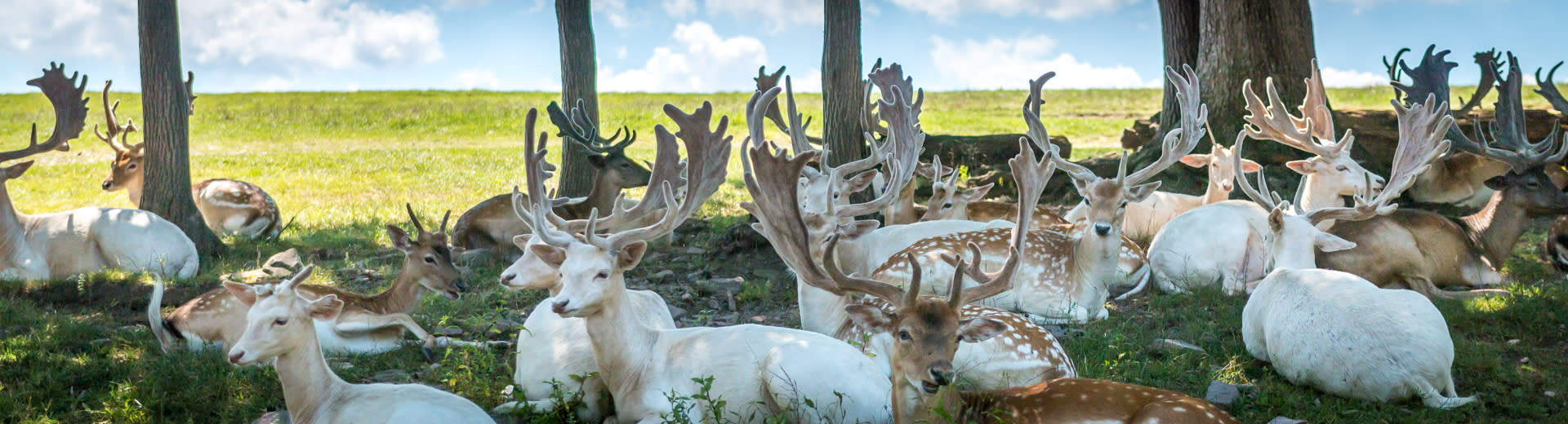 Lake Tobias Wildlife Park Things to Do