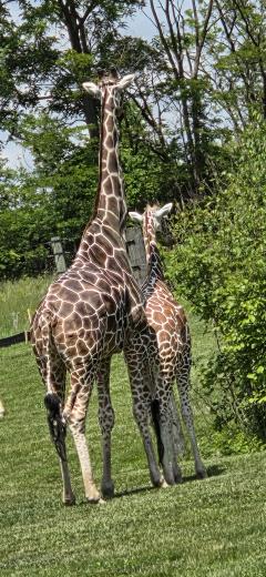 A Mama and baby giraffe standing side by side at the Fort Wayne Zoo