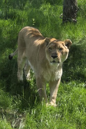 African Female Lion at Fort Wayne Zoo