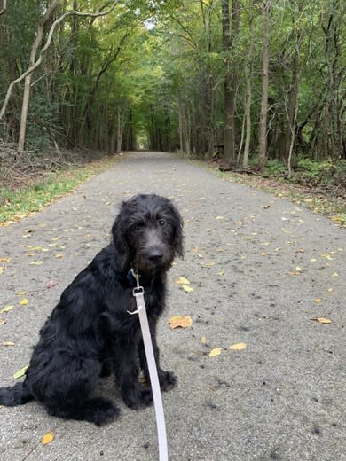 Dog on Leesh | Noble County