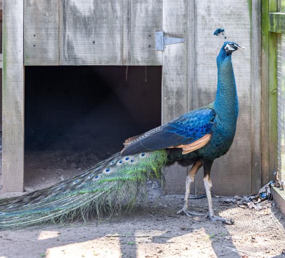Peacock at Andalusia