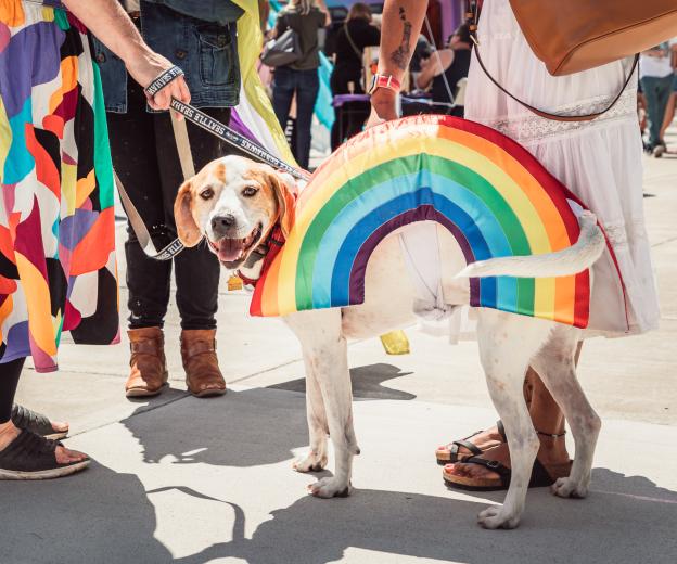 Dog, looking at the camera wearing a rainbow dog jacket at a Vancouver, Washington pride event