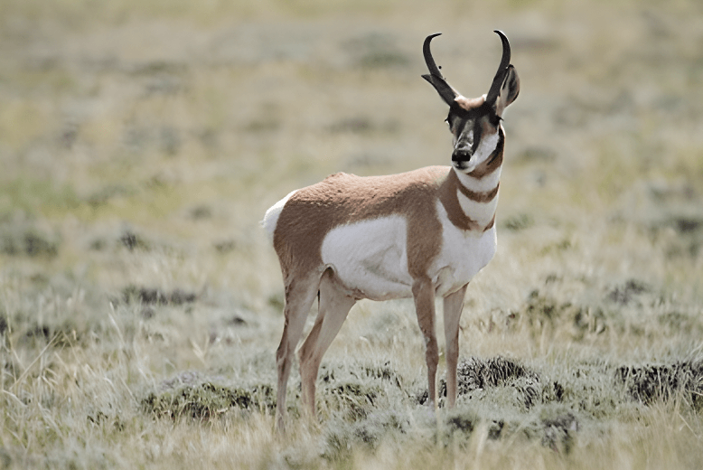 A pronghorn stands alert on the grassy plains of Cheyenne, Wyoming, epitomizing the region's wildlife.