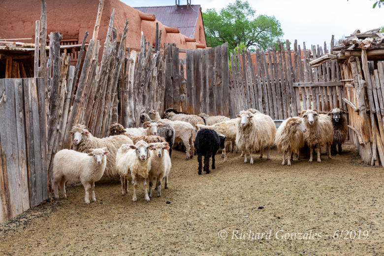 Sheep at Las Golondrinas