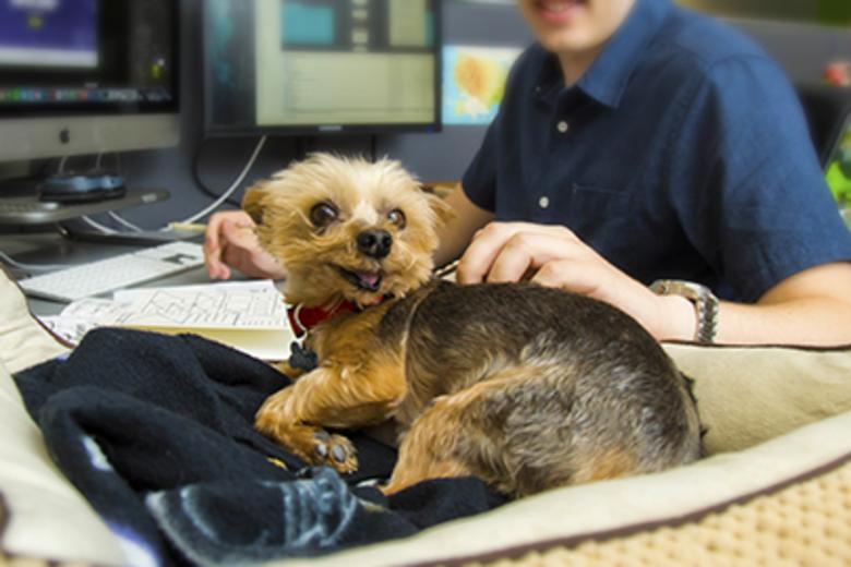 Dogs of Simpleview Header