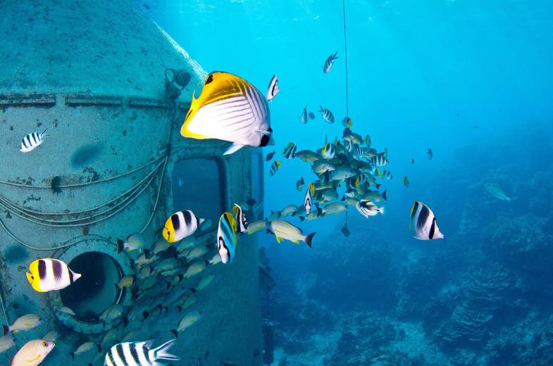 Fish Eye Underwater Observatory