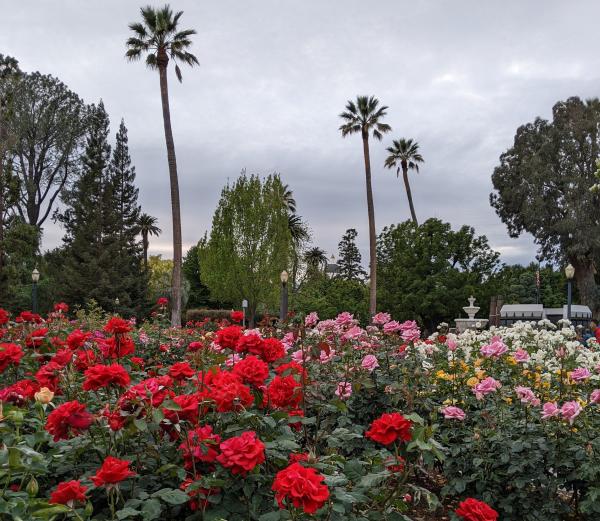 roses in the capitol rose garden with palm trees and a fountain in the background