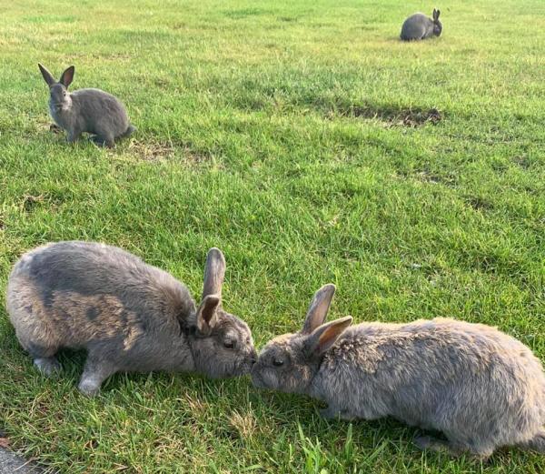 two feral rabbits touching noses; two other rabbits in background