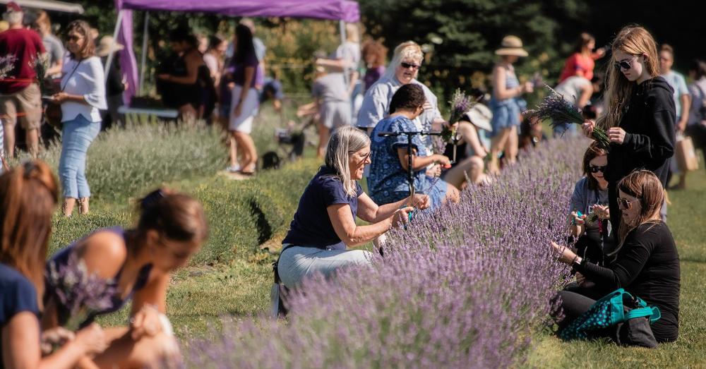 Crowd gathers outdoors around line of full bloom lavender plants at the Milan Lavender Festival