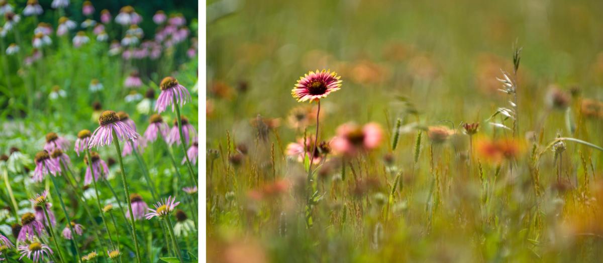 two images of wildflower in tall native grass