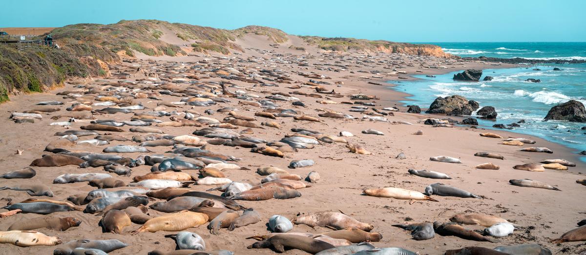 San Simeon beach covered in hundreds of Elephant Seals