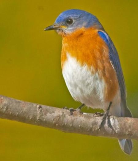 A Bluebird bringing happiness on a late February morning in Quiet Waters Park.