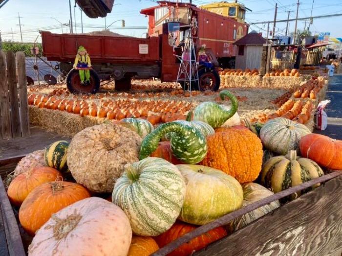 wooden pumpkin cart filled with colorful pumpkins on a farm