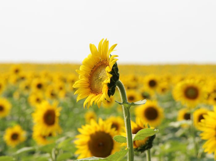 Sunflowers