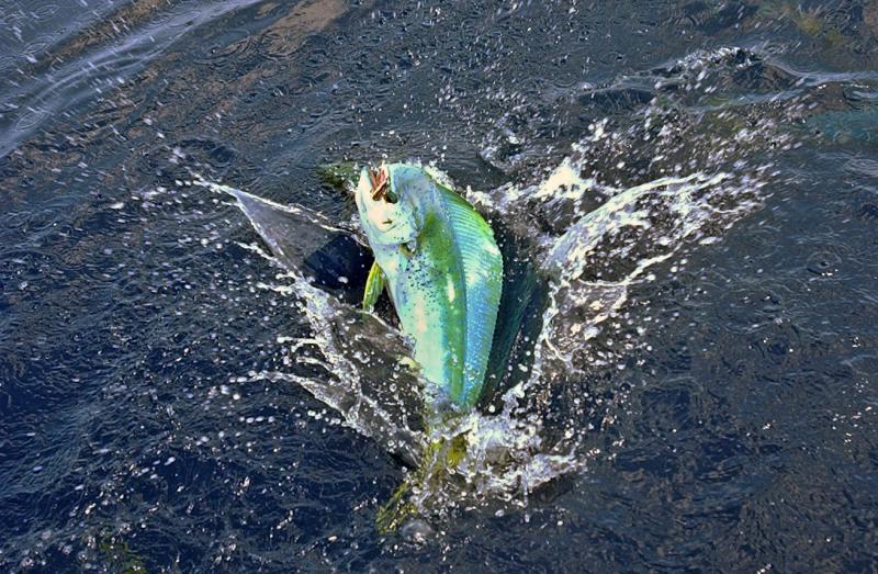 offshore Dorado surface .jpg