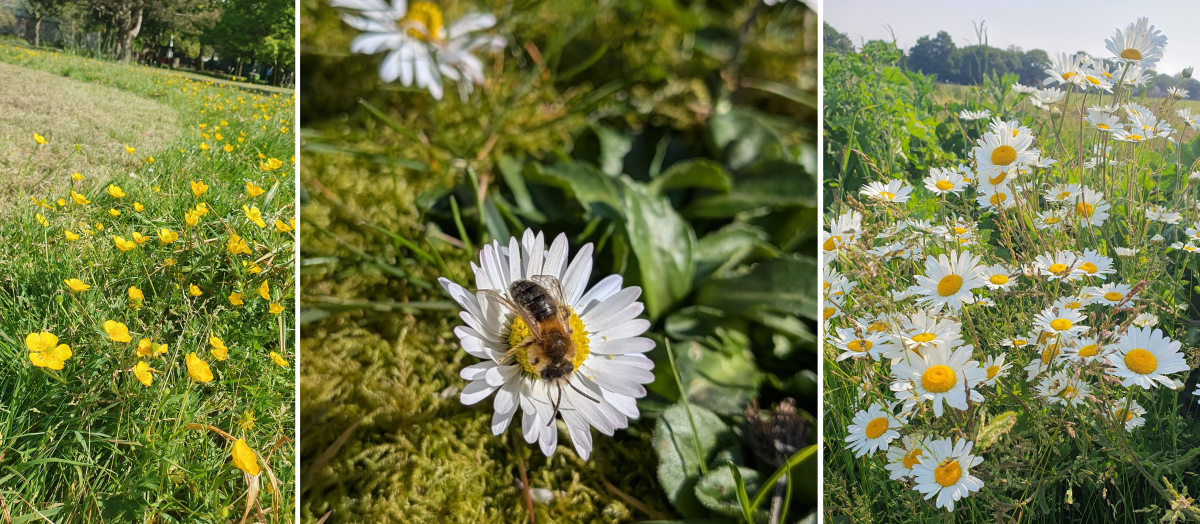 A composite of three photographs showing buttercups, a bee on a daisy, and oxeye daisies