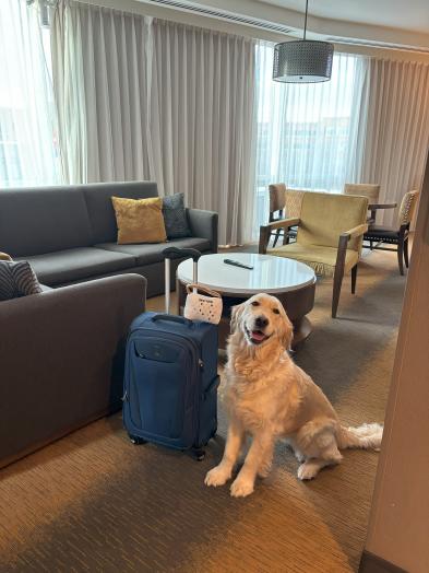 A golden retriever sitting in a hotel room with a suitcase ready to start vacation