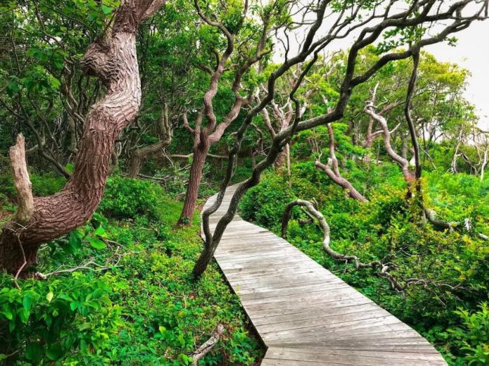 Sunken Forest