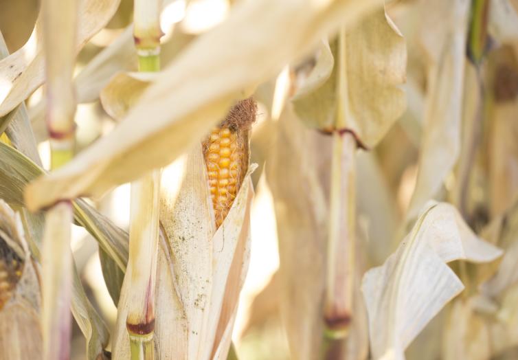 An Ear of Corn at the Glenmore Corn Maze