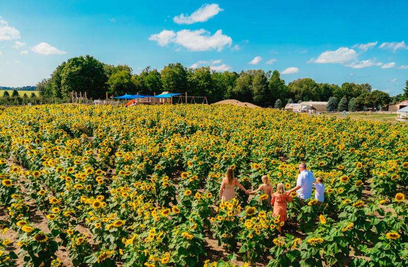 A family walks hand in hand through a large sunflower field beneath a bright blue sky.