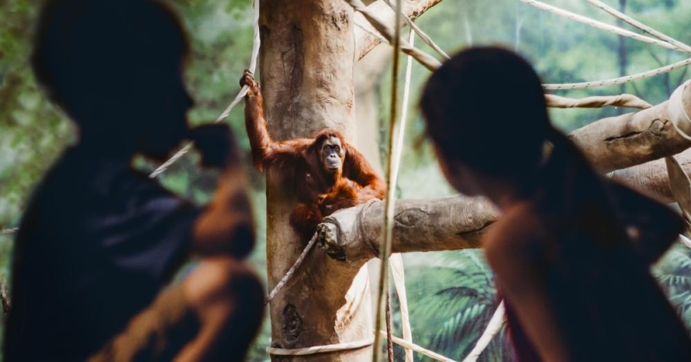 Fort Wayne Children's Zoo - Children at the Orangutan Exhibit - Fort Wayne, Indiana