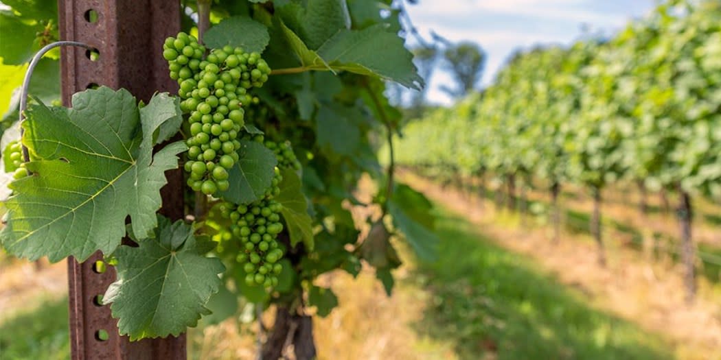 Brookmere Winery & Vineyard Grapevines