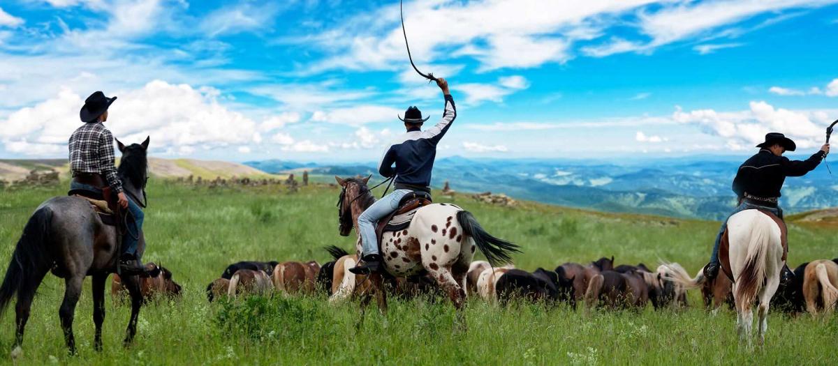 Cowboys Herding Cattle
