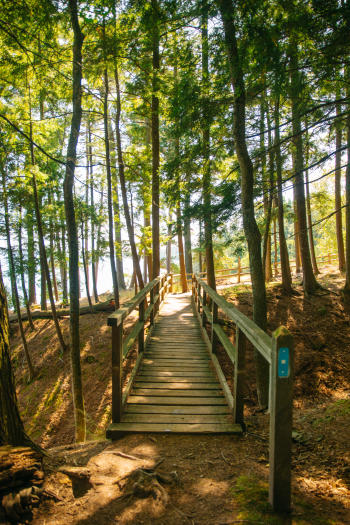 A boardwalk between trees overlooking looking the lakeshore on the NCT