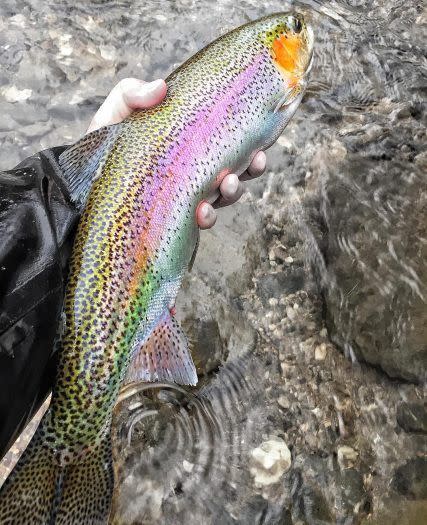activeflyfishing_Instagram_1563_ig_1686768211611204578_6828547490_427x525_0cfc642f-1fad-41ef-b99a-5bbb52768fcc