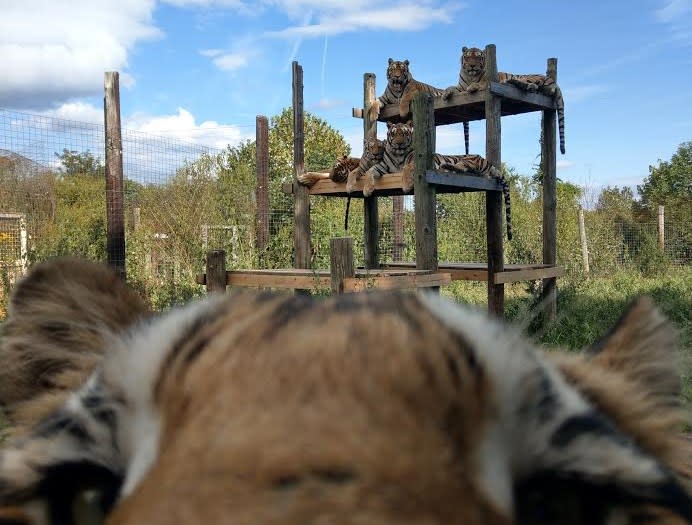 Exotic Feline Rescue Center